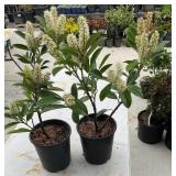2 Cherry Laurel 1 Gallon ea Highest Bidder