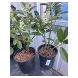 2 compact English laurel.   High bidder Will be