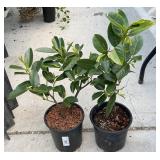 2 Dwarf English Laurel 1 Gallon ea