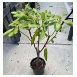 Rhododendron 1 Gallon