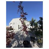 Crimson SENTRY COLUMNAR red maple. 6 to 8 ft