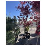 Crimson SENTRY columnar Red  maple 7 to 8 ft tall