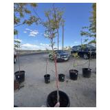 Maple tree approximately 7 foot tall