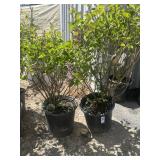 2 dwarf Korean lilac