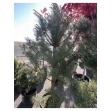 Bulk Pine  Aprox 6 ft