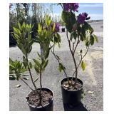 2 rhododendron, Leeï¿½s dark purpleHigh