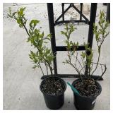 2 Mini-Blues Blueberry Highest Bidder $2x