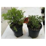 2 Marmalade Plants 1 Gallon ea