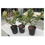 3 Cherry LaurelHighest Bidder $3x