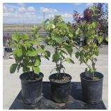 3 lots 1ea Viburum  mariesii Doublefile Viburnum