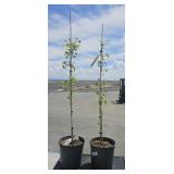 2 Lots 1ea Maidenhair Tree  2 Gallons