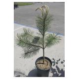 1- 3 Gallon Austrian Pine