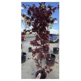 Japanese maple blood good tree approximately 6