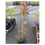 2 Japanese Maple Highest Bidder $2X