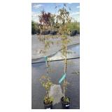 2 Japanese Maple Highest Bidder $2X
