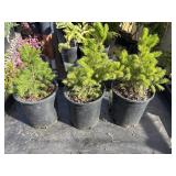 3 dwarf Alberta spruce