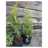 2 THUJA Occidental sky bound approximately 2 1/2