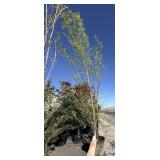 Heritage River Birch tree  Aprox 16 to 20 ft tall