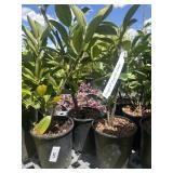 3  compact English Laurel