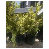 2  emerald green winter creeper