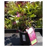 two lots one each Herbert azalea