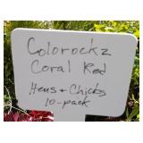two lots five each color rocks coral red hens a