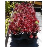 two lots five each color rocks coral red hymns