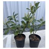 2 compact English laurels.