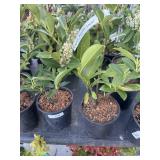 2 compact English laurel. High Bidder will be 2 x