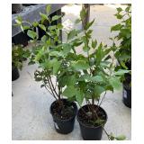 2 Miss Kim Dwarf Lilac 1 Gallon