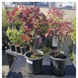 2 Lots 1 ea  Cotius Purple Smoke Bush 1 Gallon ea
