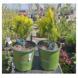 2 forever, Goldie Western red cedar