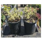 2 cool, splash dwarf Bush honeysuckles