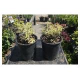 2 cool, splash dwarf Bush honeysuckles