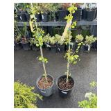 2 Maidenhair Tree Highest Bidder $2X