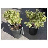 2  silver queen EUONYMUS