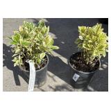 2  silver queen EUONYMUS