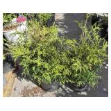 2 eastern arboretum, memory