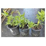 3 Kiwi ï¿½Issaiï¿½Highest Bidder $3X