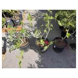 3 pet NEGRI fig