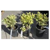 3  silver queen EUONYMUS