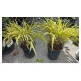 2 grass HAKONECHLOA