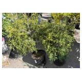 2 eastern arboretum, memory