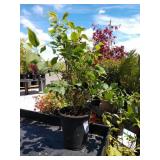 Miss Kim dwarf lilacs three lots one each