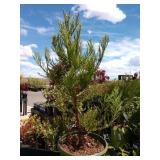 giant sequoia tree two lots one each