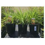 3 Lots 1ea Daylillu