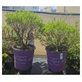 2 Lot 1ea Cobalt n gold