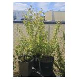 3Lots 1 ea Neon burst dogwood