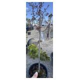 Flower and crab apple tree number two quality