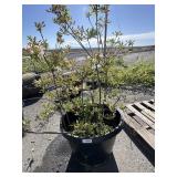 my Mary golden comment Rhododendron. Aprox 4 ft